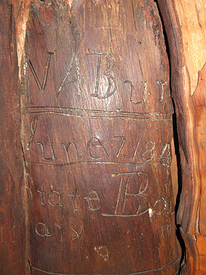 A tree with carvings in it